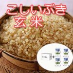 画像2: 【新米予約】 9月中旬頃発送！令和7年新潟産こしいぶき玄米20kg(5kg×4個) (2)