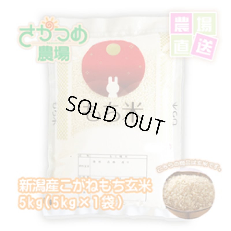 画像1: 【新米入荷】令和7年新潟産こがねもち玄米5kg(5kg×1袋) (1)