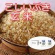 画像2: 【在庫が無くなり次第終了】令和6年新潟産こしいぶき玄米10ｋｇ（5kg×2個)